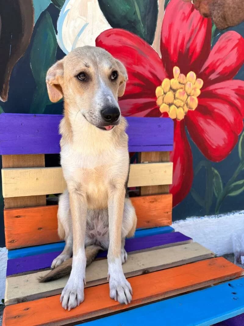 DIRKIE, male puppy Mixed Breed for adoption at L, l arche de kala