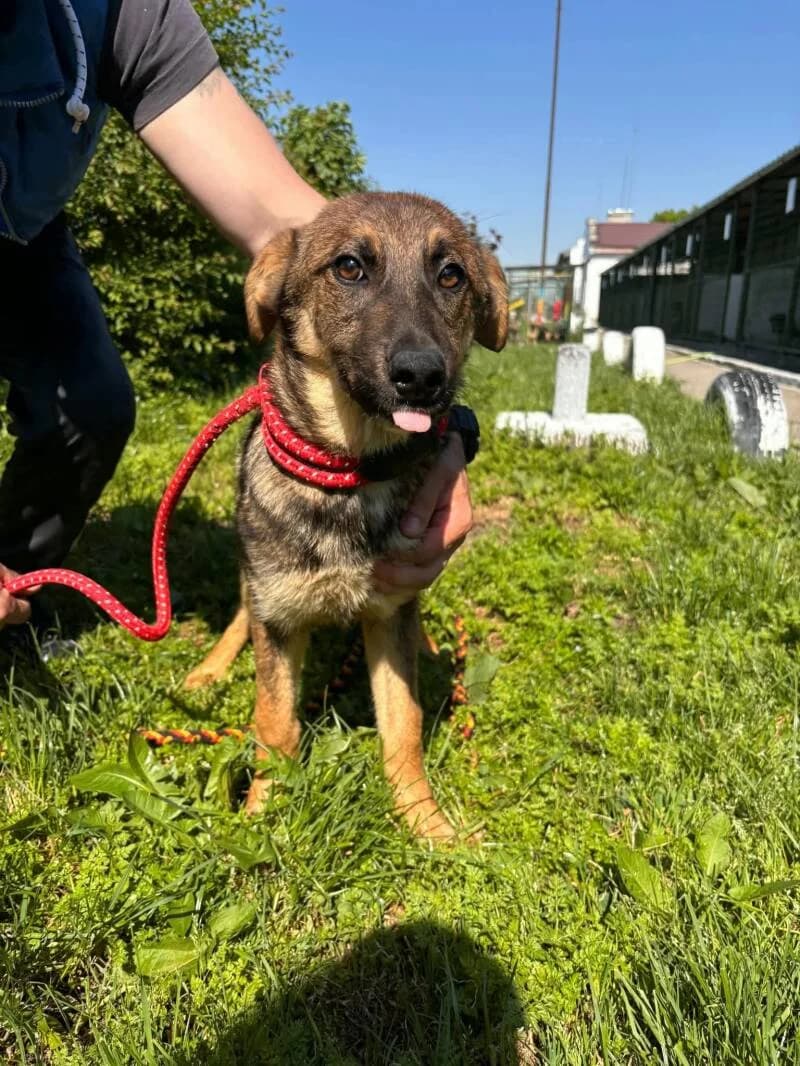 ZINA, female puppy Mixed Breed for adoption at L, l arche de kala