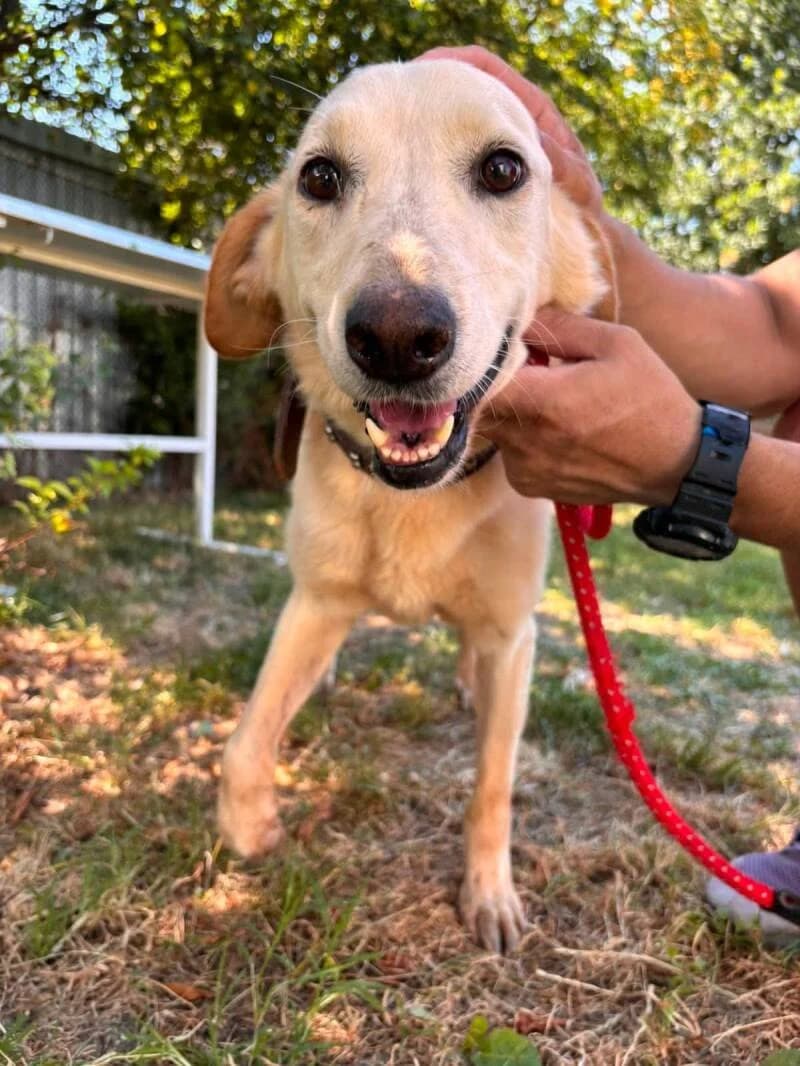 THEODORE, male senior Mixed Breed for adoption at L, l arche de kala
