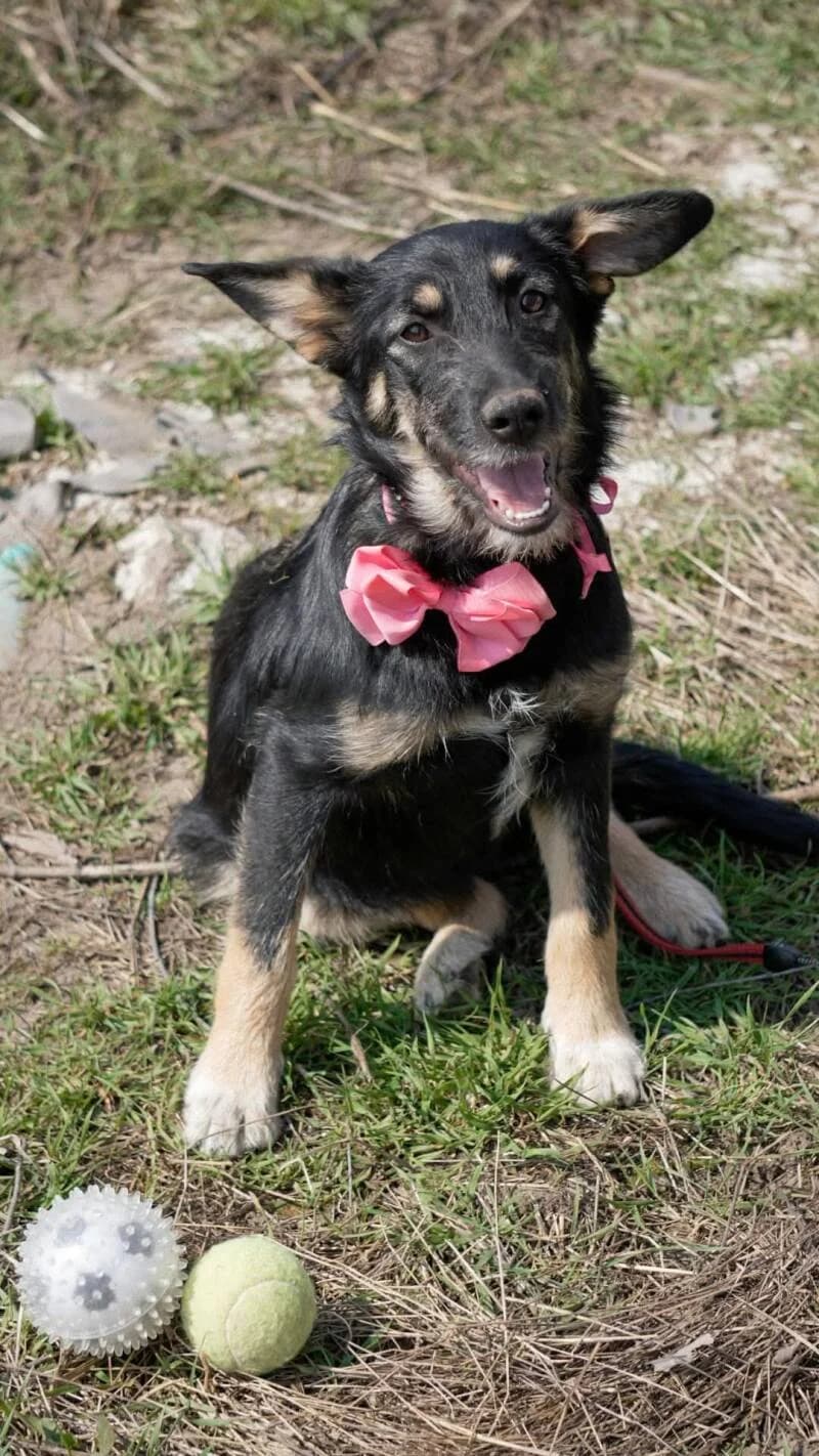 ZULU, female young Mixed Breed for adoption at L, l arche de kala