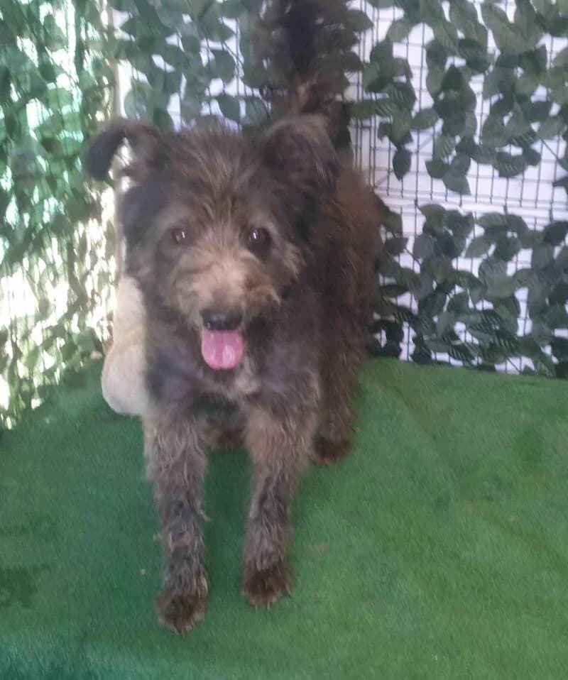 PAPYRUS, male senior Mixed Breed for adoption at L, l arche de kala