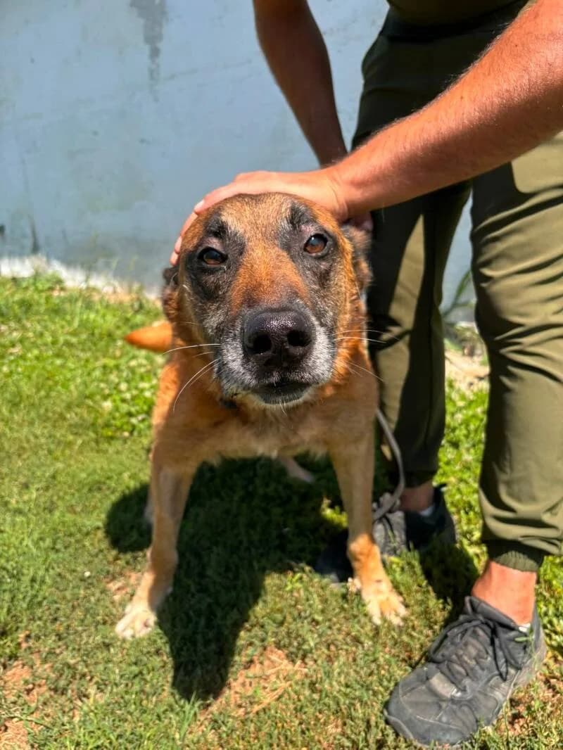 DOODY, male senior Mixed Breed for adoption at L, l arche de kala