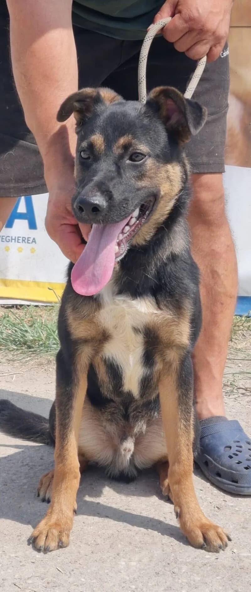 PRINCE, male young Mixed Breed for adoption at L, l arche de kala