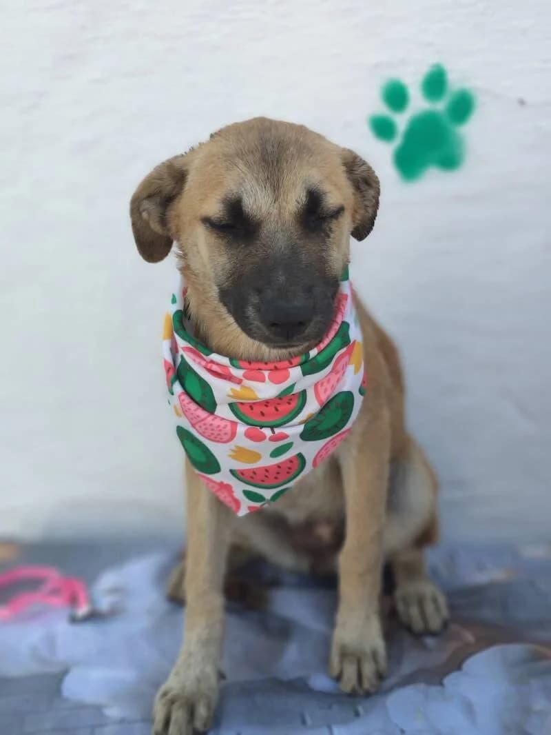 CHELSEA, female puppy Mixed Breed for adoption at L, l arche de kala