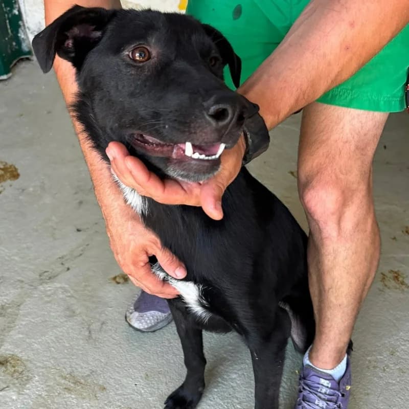 CHAPLIN, male young Mixed Breed for adoption at L, l arche de kala