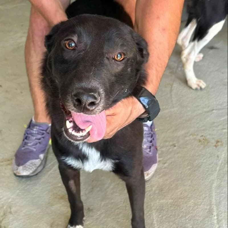 CHARLY, male young Mixed Breed for adoption at L, l arche de kala