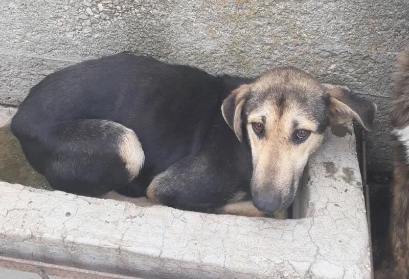NOEMY, female senior Mixed Breed for adoption at L, l arche de kala