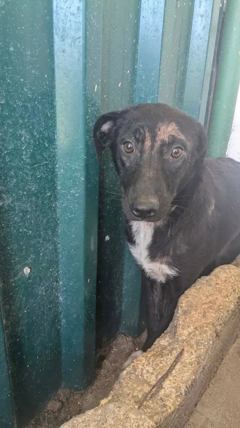 ASTRID, female puppy Mixed Breed for adoption at L, l arche de kala