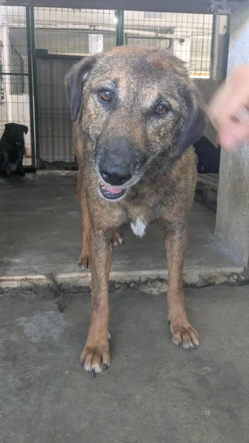 DRAGO, male senior Mixed Breed for adoption at L, l arche de kala
