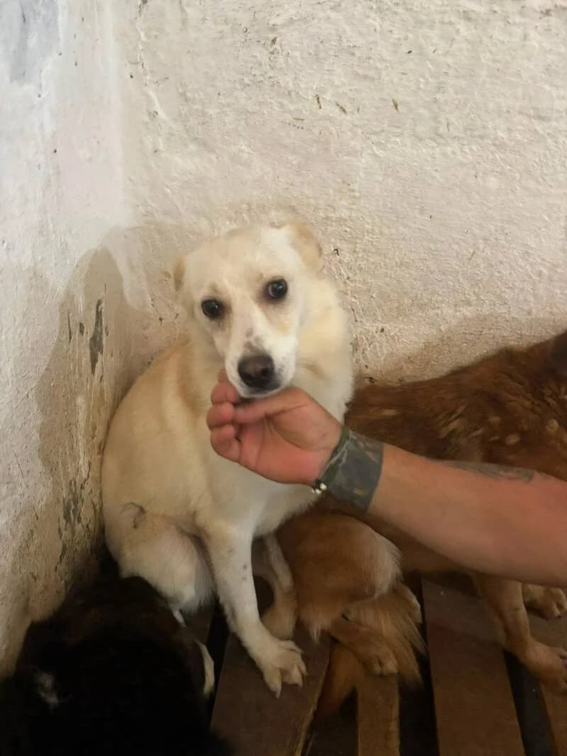 OLYMPE, female 3yo Mixed Breed for adoption at L, l arche de kala