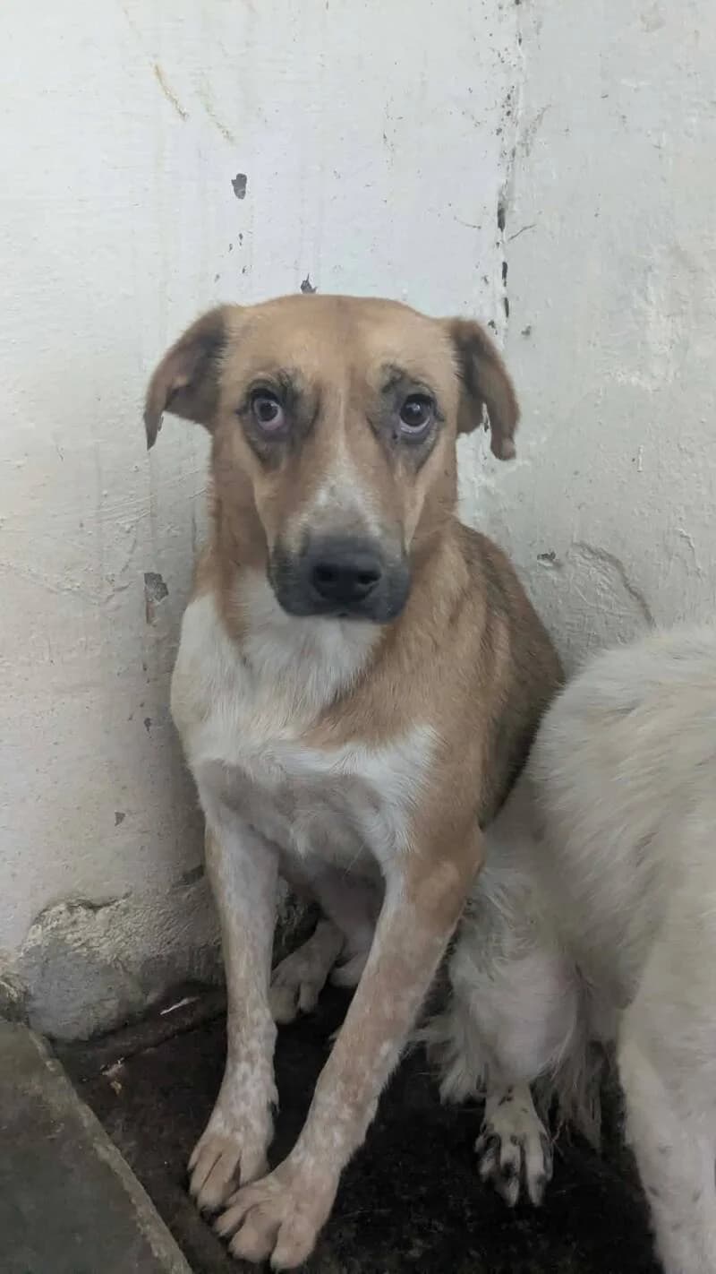 TÂM, female 4yo Mixed Breed for adoption at L, l arche de kala