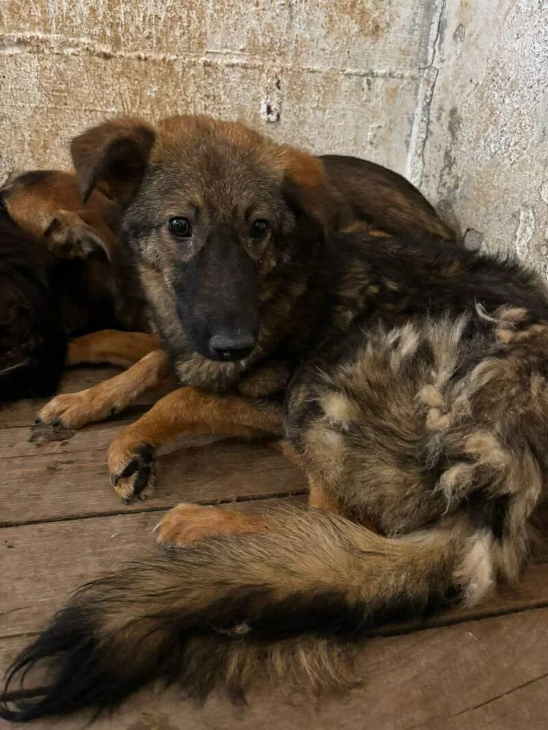 PAPAYA, female puppy Mixed Breed for adoption at L, l arche de kala
