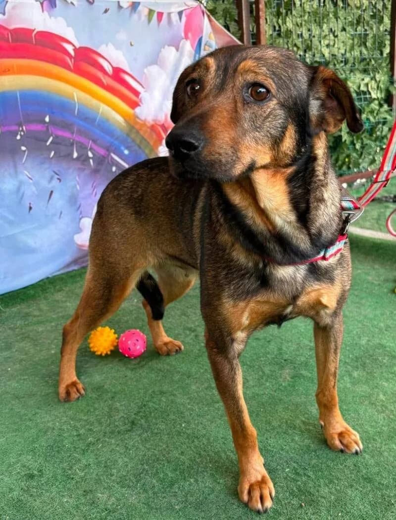 CANDY, female senior Mixed Breed for adoption at L, l arche de kala