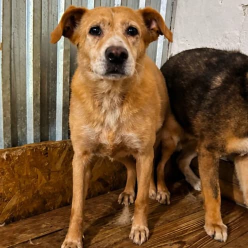COLETTE, female senior Mixed Breed for adoption at L, l arche de kala