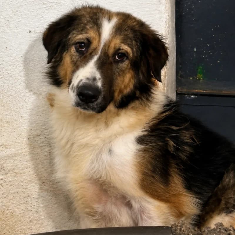 FANTINE, female 6yo Mixed Breed for adoption at L, l arche de kala