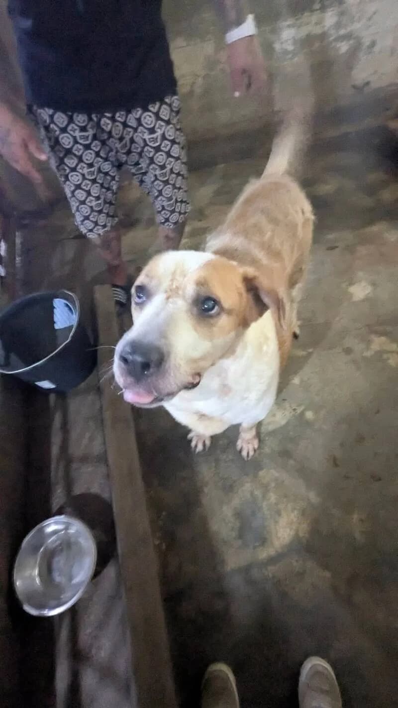 JERRY, male senior Mixed Breed for adoption at L, l arche de kala