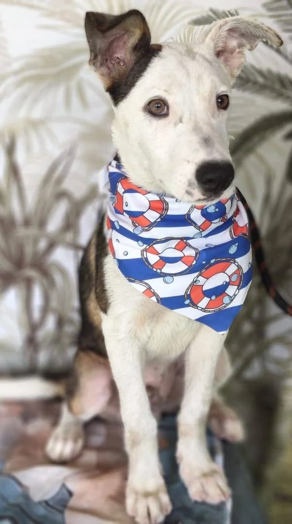 ASTRO, male puppy Mixed Breed for adoption at L, l arche de kala