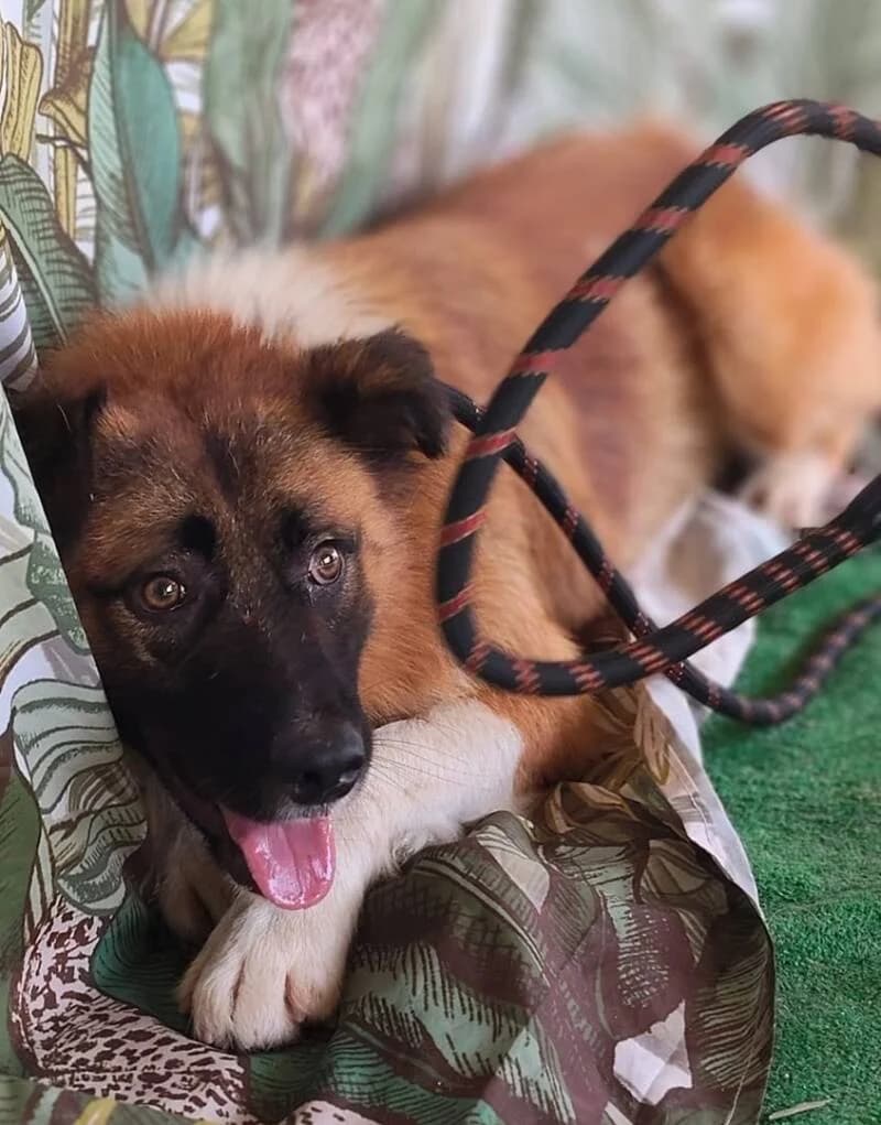 BENNY, male young Mixed Breed for adoption at L, l arche de kala