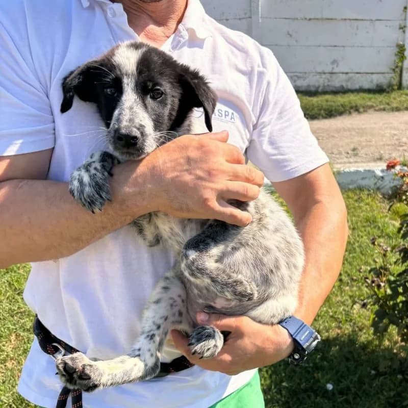 NOAH, male puppy Mixed Breed for adoption at L, l arche de kala