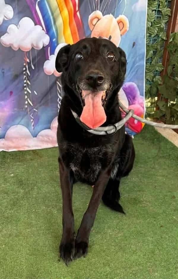 VIRGILE, male senior Mixed Breed for adoption at L, l arche de kala