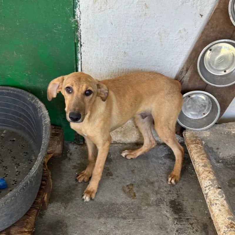 SPIROU, male puppy Mixed Breed for adoption at L, l arche de kala