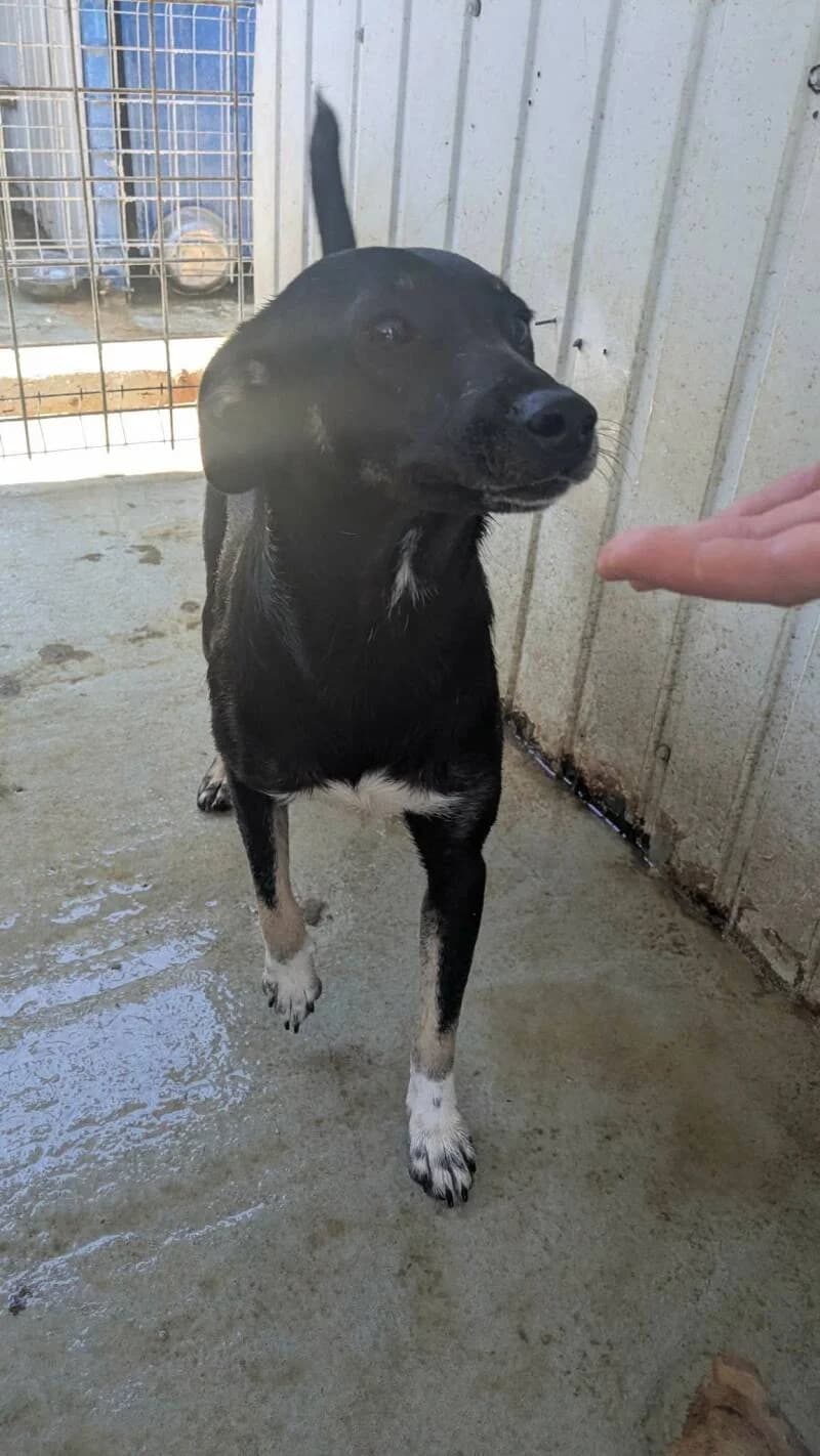MELEYS, female young Mixed Breed for adoption at L, l arche de kala