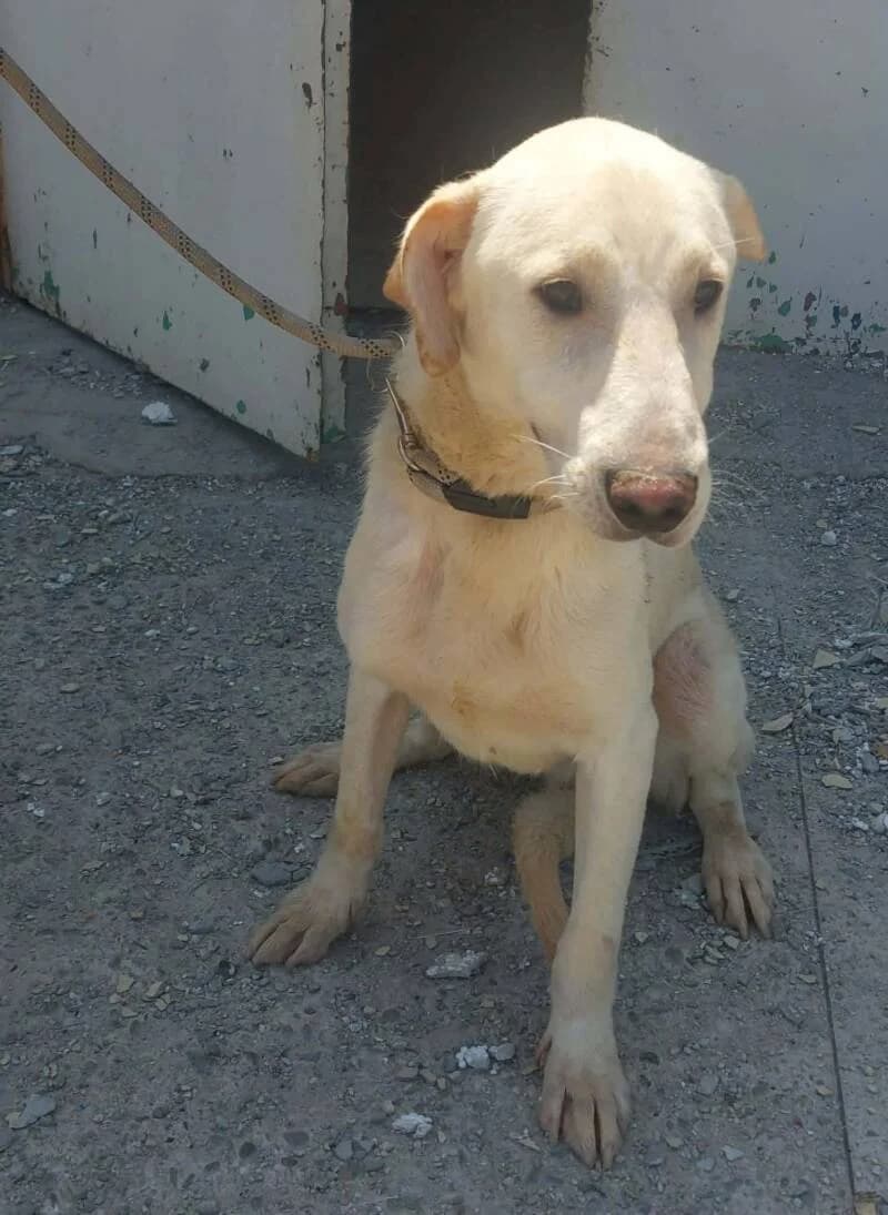 SAROUMAN, male young Mixed Breed for adoption at L, l arche de kala