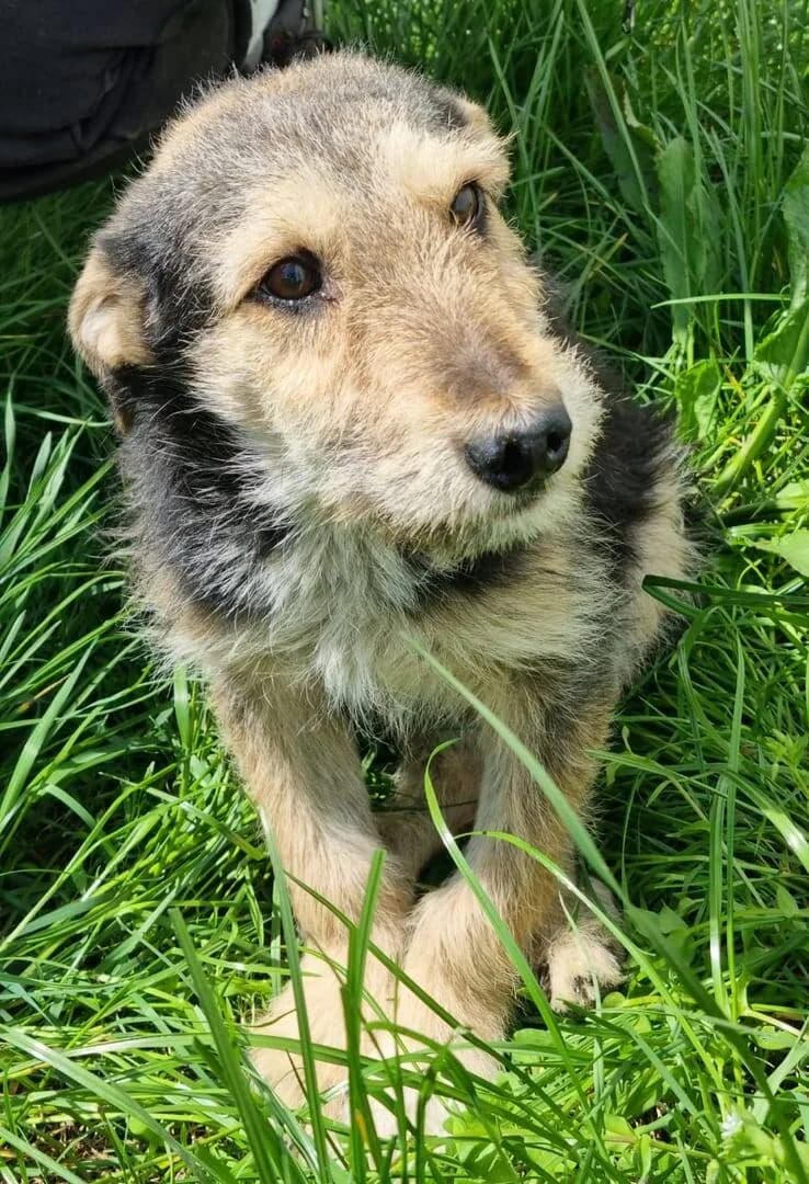 SHION, male puppy Mixed Breed for adoption at L, l arche de kala