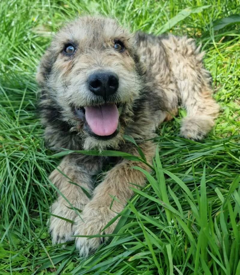 SYBILLE, female puppy Mixed Breed for adoption at L, l arche de kala