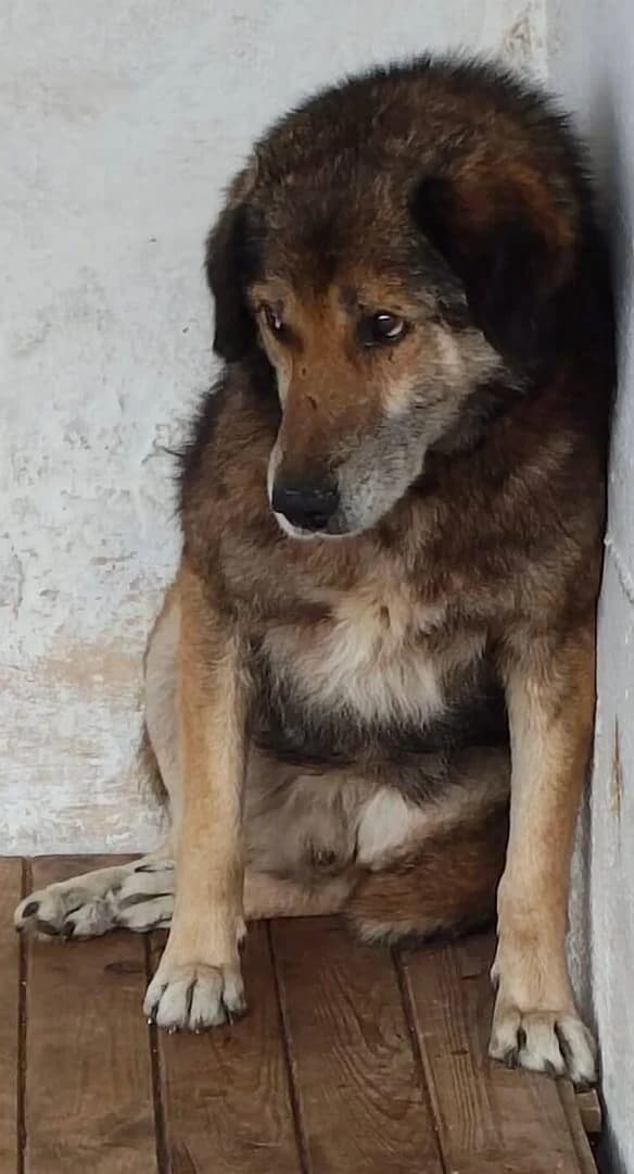 PISTOU, male senior Mixed Breed for adoption at L, l arche de kala