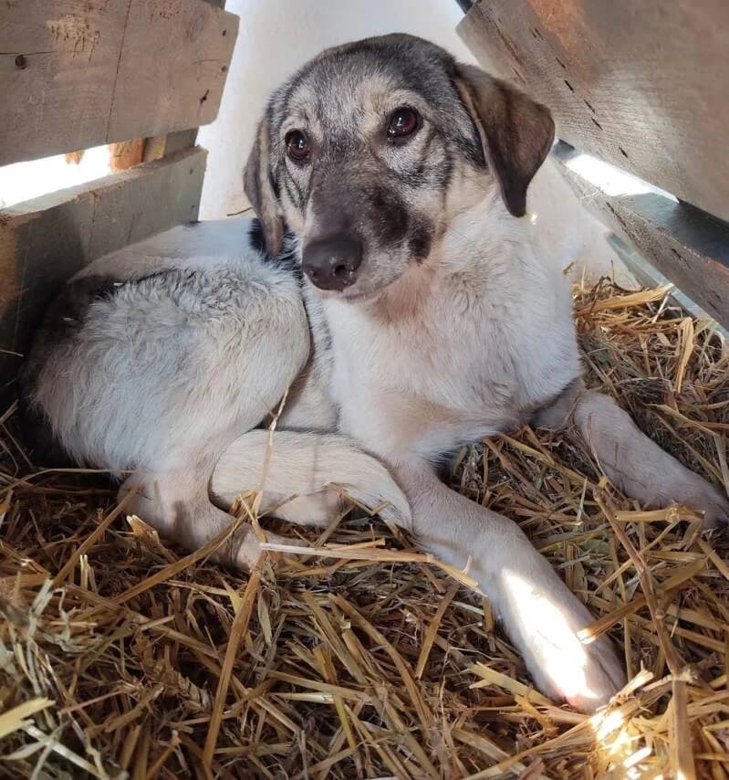 BRUME, female young Mixed Breed for adoption at L, l arche de kala