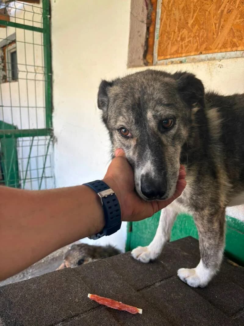 ERZA, female 6yo Mixed Breed for adoption at L, l arche de kala