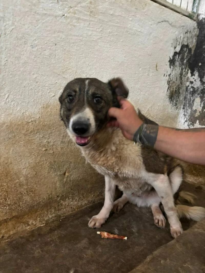 ROCKY, male 7yo Mixed Breed for adoption at L, l arche de kala