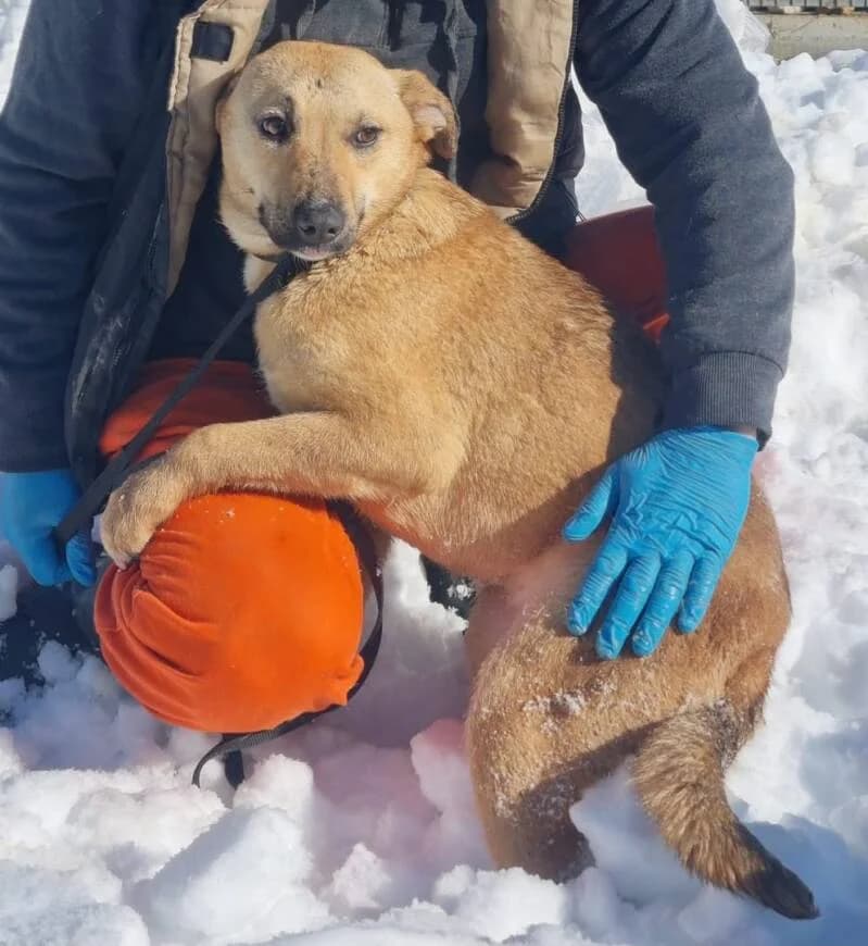 PIXELLE, female young Mixed Breed for adoption at L, l arche de kala