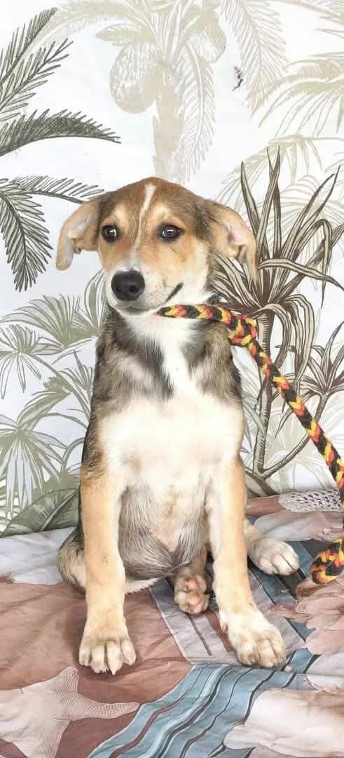 MALO, male puppy Mixed Breed for adoption at L, l arche de kala