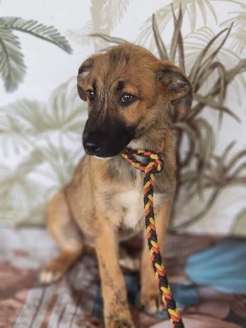 JAZZ, male puppy Mixed Breed for adoption at L, l arche de kala