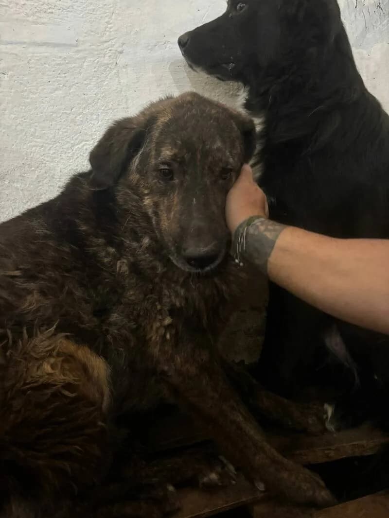 PIMOUSSE, male 3yo Mixed Breed for adoption at L, l arche de kala