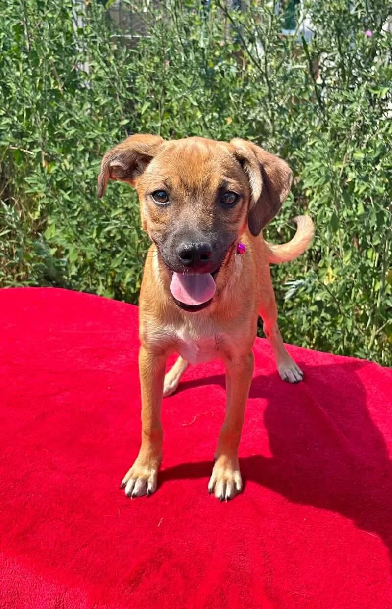 ANGELINA, female puppy Mixed Breed for adoption at L, l arche de kala