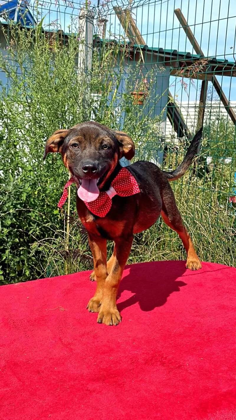MATTEO, male puppy Mixed Breed for adoption at L, l arche de kala