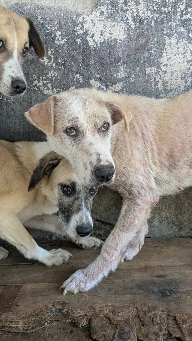 MERINGUE, female 4yo Mixed Breed for adoption at L, l arche de kala