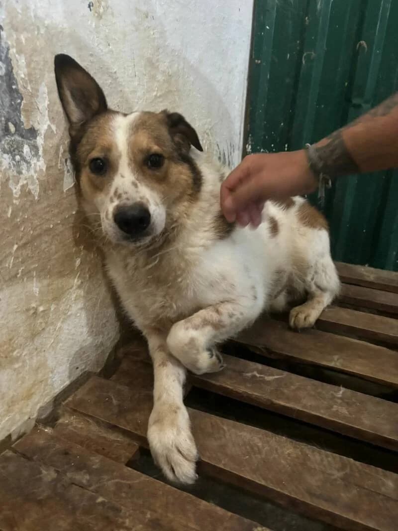 BUGS, male 5yo Mixed Breed for adoption at L, l arche de kala