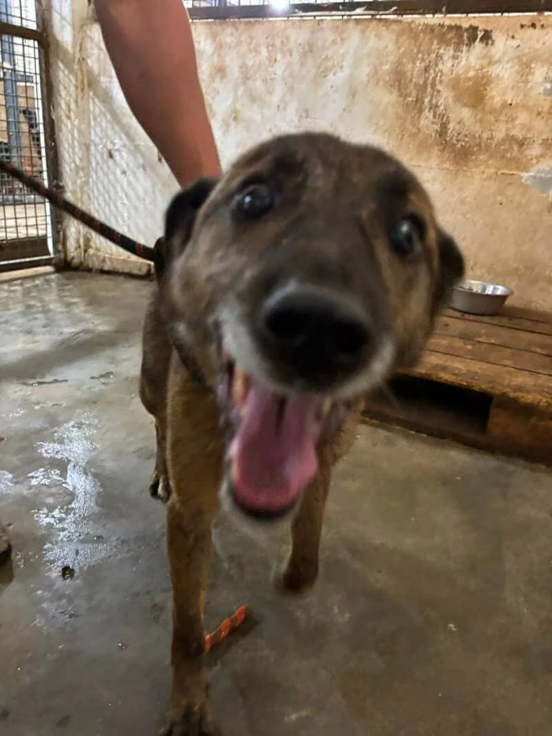 MUESLI, male senior Mixed Breed for adoption at L, l arche de kala