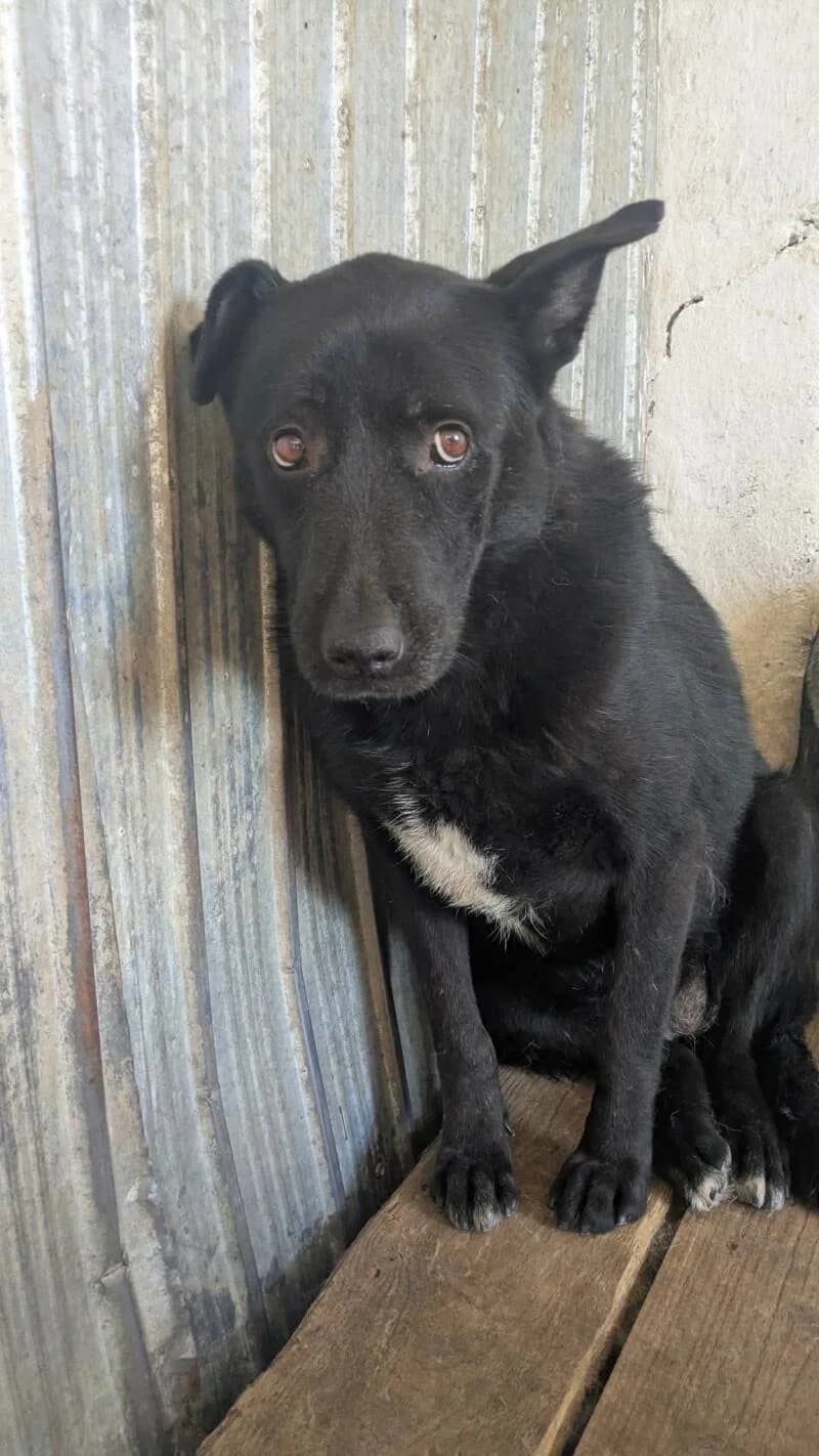 LINA, female senior Mixed Breed for adoption at L, l arche de kala