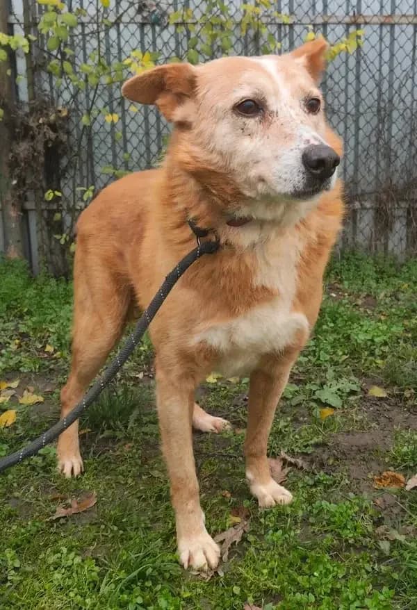 EDGARD, male senior Mixed Breed for adoption at L, l arche de kala