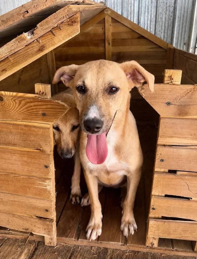YZMA, female puppy Mixed Breed for adoption at L, l arche de kala