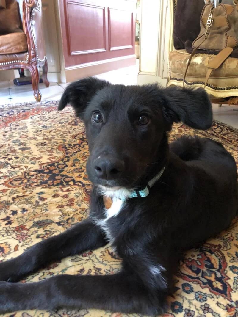 ARCHIE, male young Mixed Breed for adoption at L, l arche de kala