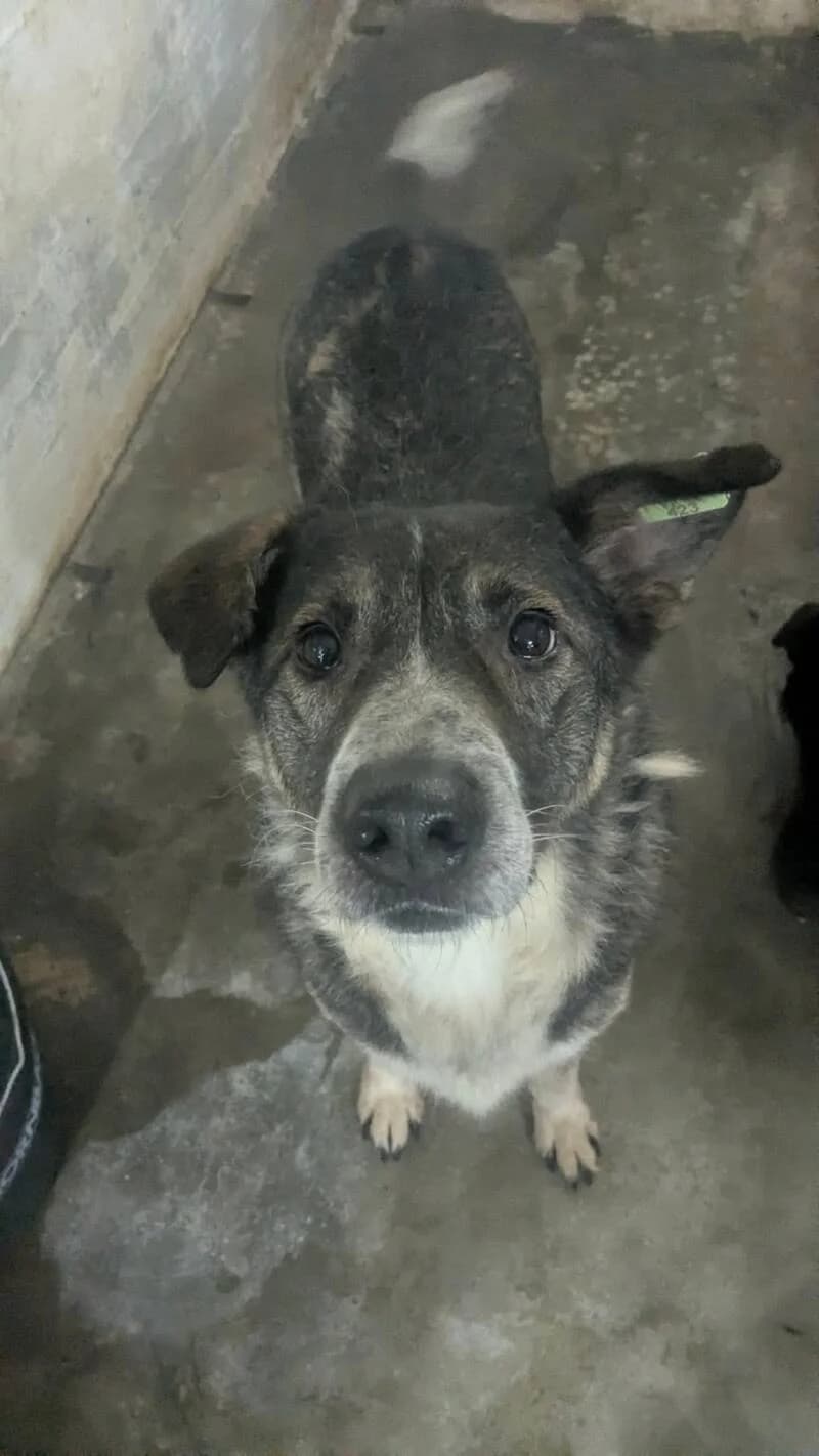MIREILLE, female senior Mixed Breed for adoption at L, l arche de kala