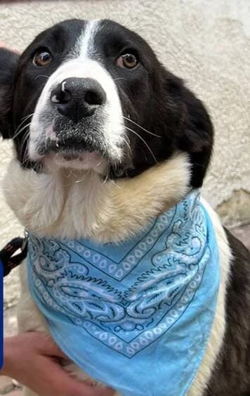 THALOS, male puppy Mixed Breed for adoption at L, l arche de kala