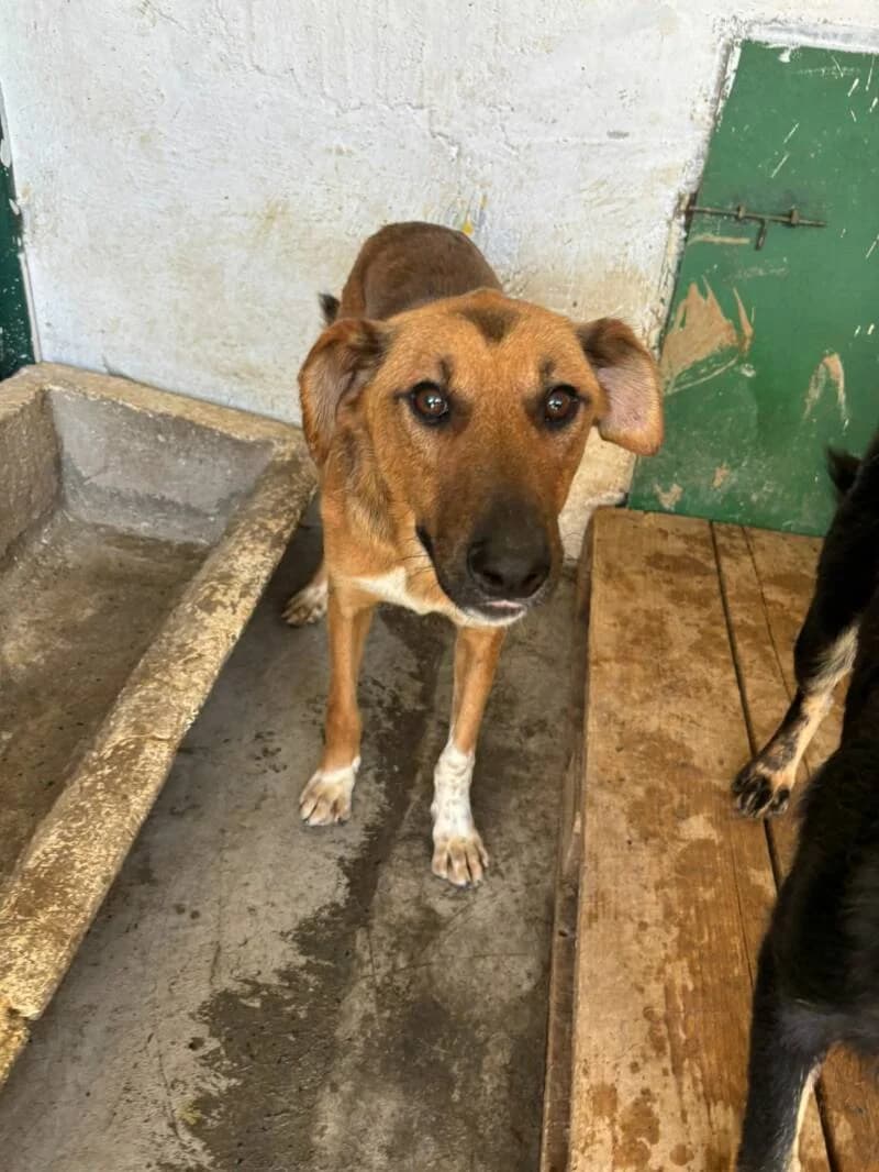 TANGO, male young Mixed Breed for adoption at L, l arche de kala