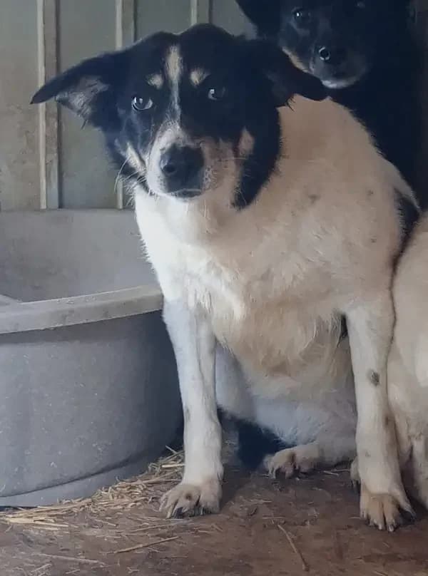 DAWN, female senior Mixed Breed for adoption at L, l arche de kala